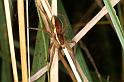 Dolomedes_fimbriatus_D8308_Z_91_Les Gris_Frankrijk
